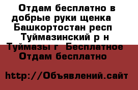 Отдам бесплатно в добрые руки щенка  - Башкортостан респ., Туймазинский р-н, Туймазы г. Бесплатное » Отдам бесплатно   